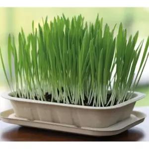 4인용 보리 새싹키우기 채소 씨앗 기르기 DIY세트 체험 식물키트 흥미유발 셀프