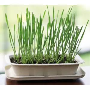 4인용 밀싹 새싹키우기 채소 씨앗 기르기 DIY세트 학생 복지관 교구 흥미유발