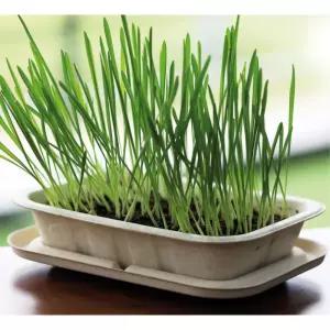 4인용 귀리 새싹키우기 채소 씨앗 기르기 DIY세트 학습 원예키트 강의재료 심플