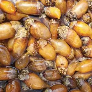 [팜스] 손질 생물 참 미더덕 1kg(500gx2봉)