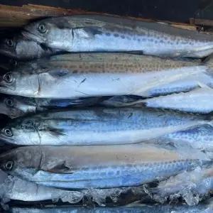 국내산 동해안 생물 삼치 3kg 통삼치