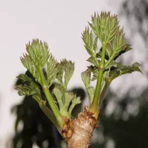 [나무의모든것]가시 참두릅 /가시없는 민두릅 1-2년생 약용수