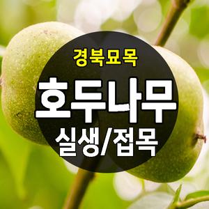 [경북묘목]신령 호두나무묘목(실생묘) 1~2년생 특묘