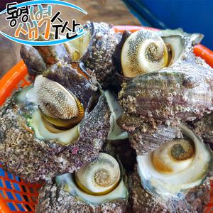통영 자연산 뿔소라 1kg(5~6미)특대사이즈