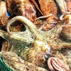 통영 자연산 돌문어1kg