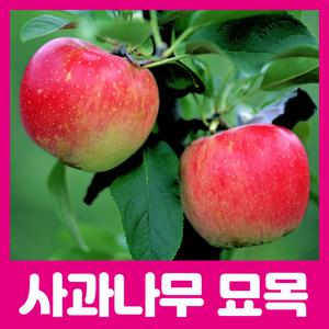 최상의 품종 사과나무 묘목 / 부사 홍로 루비에스 시나노골드 감홍 골든볼 2년생 판매중
