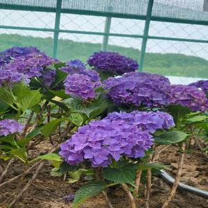 제주 원예수국 개화수국 H.60cm 포트묘