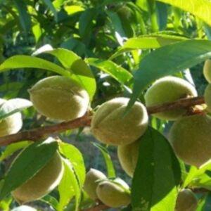 개복숭아나무묘목