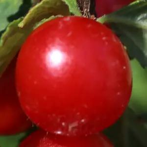 [충북농원] 대왕앵두 앵두나무 묘목 - 1년생/접목묘