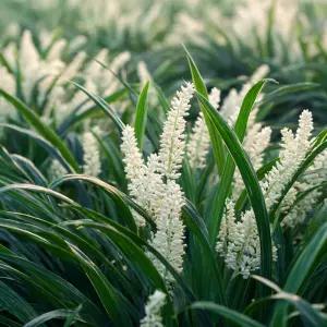 토종 맥문동 모종 100구 트레이 약용 맥문동