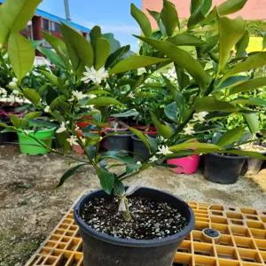 향수농원  금귤나무( 낑깡) 2년생 화분묘 개화주