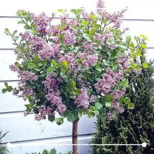 [봄날애제비씨] 왜성라일락 스탠다드형 미스김 팔라빈 사계절 메이어리 라일락 묘목 키우기