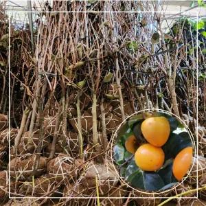 서울농원묘목/월하감 월하시 감나무 5년생 결실주 분묘 홍시감 묘목