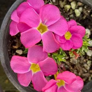 사랑초 도화사랑초 하트잎식물 야생화 실내 베란다 인테리어 플랜테리어 B02