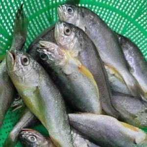 국내산 생물 알배기 참조기 1kg 10-13미 15cm내외 알참조기 알조기