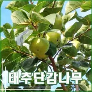 감나무 묘목 태추단감 2년생 분묘