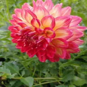 다알리아 피치스(중형)-1뿌리(2-3구근)