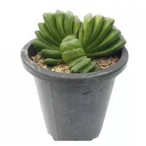 희귀 다육이 식물 그린옥션 하월시아 13cm 식물키우기