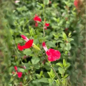 체리세이지 야생화 살비아 빨간꽃식물 허브식물 여름꽃 화단 조경 향기 B02