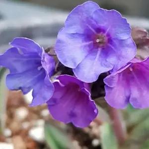 삼색앵초 야생화 다년생 봄꽃 화단식물 정원 조경 노지월동 화분식물 B02