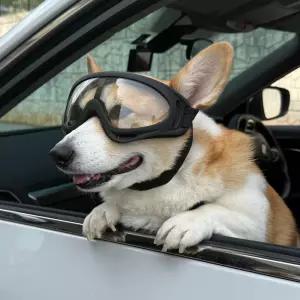 강아지고글 강아지 고글 선글라스 투명 강아지고글 강아지안경