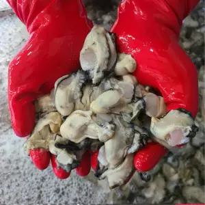 남해안 청정지역 산지직송 생굴 3kg