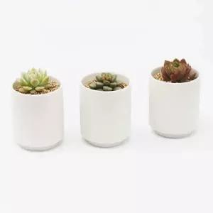 도자기 백토 다육이 화분 세라믹 인테리어 반려식물