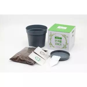 안개꽃화분 키우기 만들기 새싹 식물기르기 DIY세트 단체 방과후 자유학기재 봄