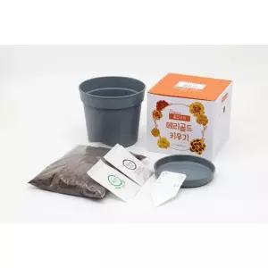 메리골드 키우기 꽃화분 만들기 새싹 식물심기 DIY세트 자유학년재 흥미유발 봄