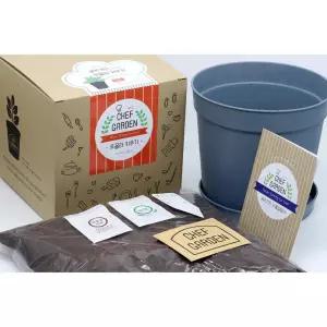 루꼴라 허브키우기 요리 주방 화분 텃밭만들기 식물재배 실버교구 관찰용 단체