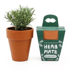 로즈마리 허브 키우기세트 화분만들기 DIY 토기화분 간편 가정용 재배 원예교실