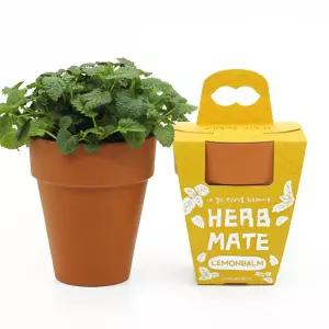 레몬밤 화분만들기 허브 키우기 세트 DIY 토기화분 성취감발달 식물심기 학교 봄