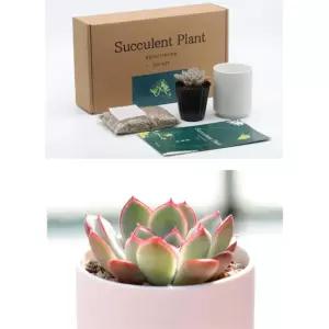 다육화분만들기 다육키우기 DIY세트 식물심기 반려식물 심리안정 호기심발달