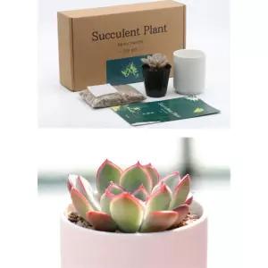 다육 식물키우기 화분만들기 DIY세트 상담센터 복지관 자연학습 키트 기관 노인