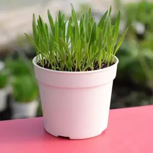 귀리 캣그라스 키우기 재배키트 화분만들기 DIY 고양이풀 어린이집 원예재료 봄