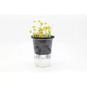 4인용 콩나물재배하기 식물키우기 새싹 체험 관찰 학생 원예재료 정서안정 키트