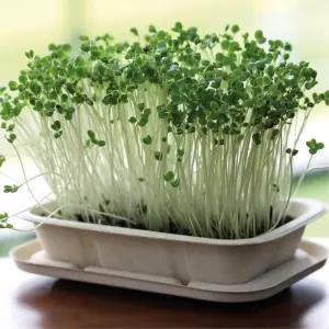 4인용 유채 새싹키우기 채소 씨앗 기르기 DIY세트 봄 식물 활동재료 자연학습