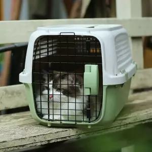 켄넬 대형 고양이 케이지 가방