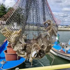 국내산 봄 쭈꾸미 제철 활주꾸미 1kg (7-12미내외) 당일조업
