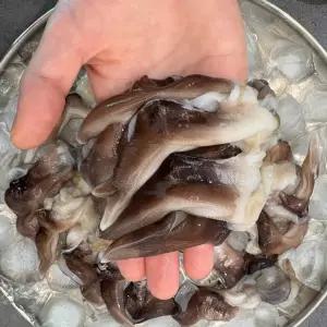 [품질보장] 국내산 제철 자연산 쫄깃한 새조개살 150g 산지 새조개 샤브샤브