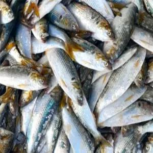 유쎌몰 전어 1KG (5미 내외) 구이용생선 냉동전어