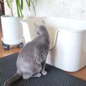 [골드스마일]어니스트 초대형 평판 고양이 화장실 (아이보리)