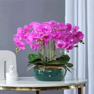 호접란 조화화분 서양란 거실 생화같은 5종 카페 가드닝