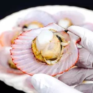 국내산 통영 홍가리비 당일발송 신선배송 제철 해산물 5kg