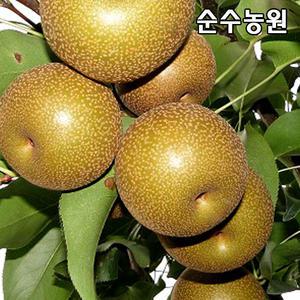 돌배나무 묘목 실생2년 뿌리묘(특) 5개/유실수/과실수