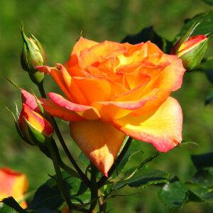 사계줄장미 사계넝쿨 사하라 개화주 장미 묘목