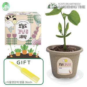 [식물영양제선물]오늘도 새싹 - 지피포트 강낭콩 / 채소 모종키우기 원예체험 식물키우기 화분기르기 꽃집사