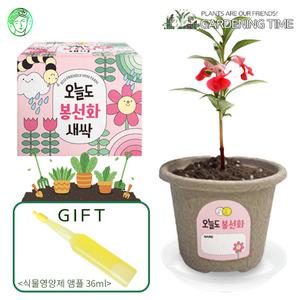 [식물영양제선물]오늘도 새싹 - 지피포트 봉선화 / 꽃 모종키우기 원예체험 식물키우기 화분기르기 꽃집사