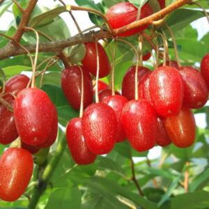 왕보리수 4년생 결실주 1주  VJ-043