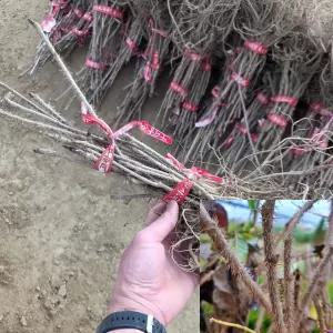 가시오가피나무 묘목 (실생1년생) 특묘 오가피묘목 오갈피 약용수